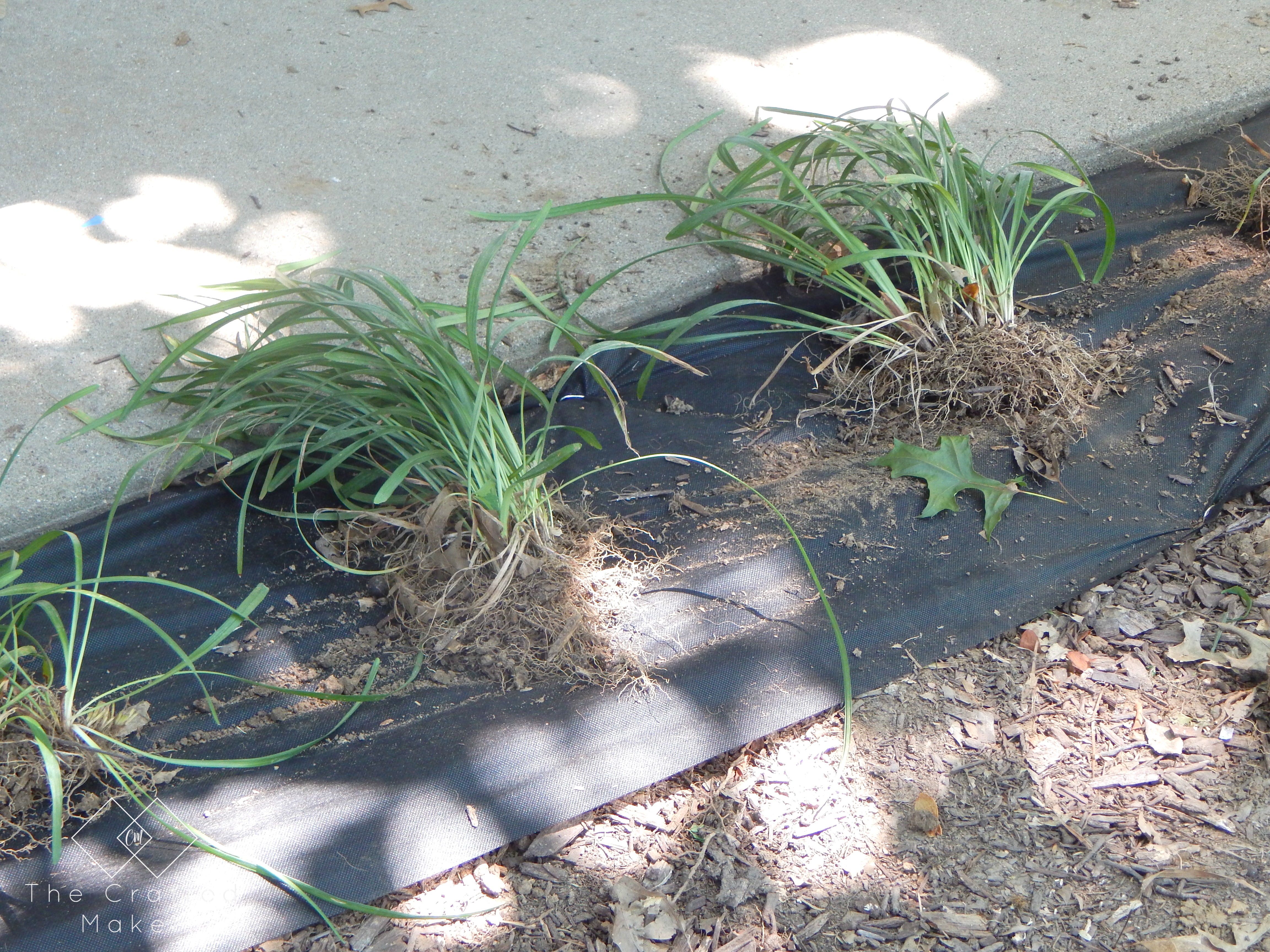 DIY LANDSCAPING  – REUSING OLD PLANTS FOR A NEW LOOK